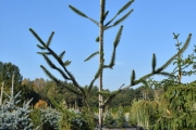 Picea abies 'Cranstonii' C45 250-300