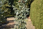 Picea engelmannii 'Glauca' C45 200-250