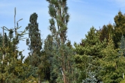 Pinus sylvestris 'Fastigiata' C45 200-250