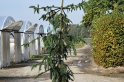 Picea abies 'Pendula Major' C60 250-300