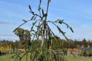 Picea abies 'Virgata' C60 300-350