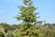 Picea omorika C60 200-250