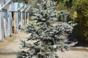Picea pungens 'Hoto' C60 200-250
