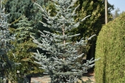 Picea pungens 'Iseli Foxtail' C60 250-300