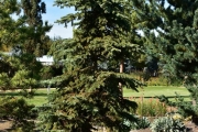 Picea pungens 'Waldbrunn' C130 200-250