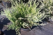 Juniperus horizontalis 'Plumosa' C3 20-30