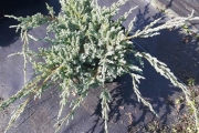 Juniperus squamata 'Blue Carpet' C3 20-30