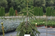 Picea abies 'Frohburg' C10 60-80