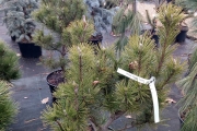 Pinus mugo 'Tyrol' C10 40-60
