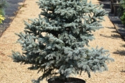 Picea pungens 'Blue Trinket' C20 100-125
