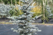 Picea pungens 'Omega' C20 125-150