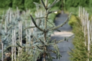 Picea glauca 'Coerulea' C5 40-60