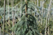 Picea glauca 'Pendula' C5 60-80