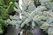 Picea pungens 'Blue Trinket' C5 40-60