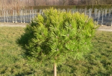 Pinus densiflora 'Low Glow' C10 Pa60