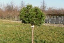 Pinus mugo 'Mops' C10 Pa60