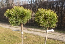 Pinus mugo 'Mops' C3 Pa60 20-30