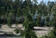 Picea abies 'Pendula Major' B 200-250