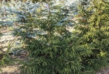Picea orientalis 'Aureospicata' B 175-200