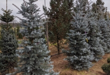 Picea pungens 'Edith' B 300-350