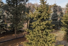 Picea pungens 'Maigold' B 200-250