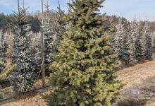 Picea pungens 'Maigold' B 250-300