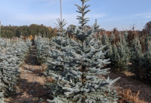 Picea pungens 'Omega' B 200-250
