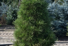 Pinus nigra 'Spielberg' B 175-200