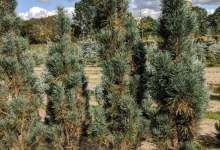 Pinus sylvestris 'Fastigiata' B
