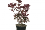 Cotinus coggygria 'Royal Purple' C3 30-40