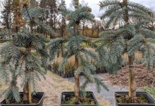 Picea pungens 'The Blues' P15
