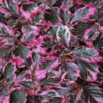 Fagus sylvatica 'Purpurea Tricolor'