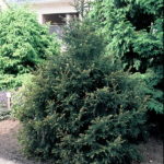 Picea orientalis 'Gracilis'