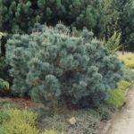 Pinus pumila 'Globe'