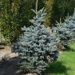 Picea pungens 'Blue Trinket'