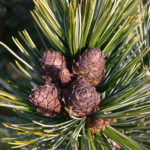 Pinus cembra 'Aureovariegata'