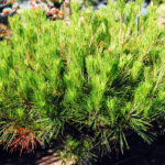 Pinus densiflora 'Alice Verkrade'