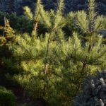 Pinus densiflora 'Burke's Red Variegated'