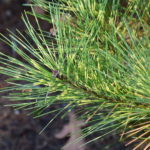 Pinus densiflora 'Burke's Red Variegated'