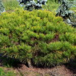 Pinus densiflora 'Tamoyosho Compacta'