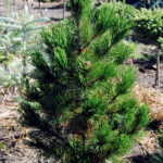 Pinus heldreichii 'Dolce Dorme'