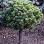 Pinus mugo 'Kostelniček'