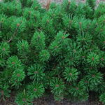 Pinus mugo 'Litomyšl'