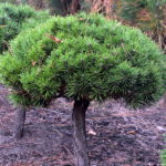 Pinus mugo 'Nerost'