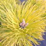 Pinus mugo 'Zundert'