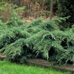 Juniperus squamata 'Blue Carpet'