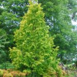 Metasequoia glyptostroboides GOLDRUSH 'Ogon'