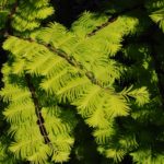 Metasequoia glyptostroboides GOLDRUSH 'Ogon'