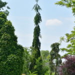 Picea abies 'Bohemica Pendula'