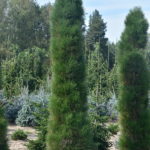 Pinus nigra 'Green Column'